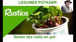 Semer des radis en pot