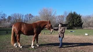 American Cream Draft "Duncan" 2 Yo Conformation