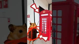ЧТО ЭТО ЗА ИТАЛЬЯНСКИЕ МЕМЫ…⁉️🫣 #meme #memes #italianbrainrot #brainrot #recommended