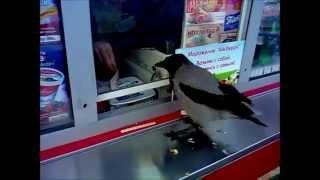 Ворона ворует деньги  crow steals money