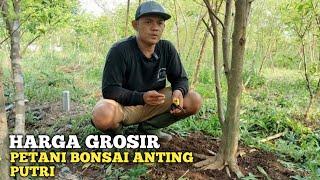 HARGA GROSIR BONSAI ANTING PUTRI!! LANGSUNG PETANI AY BONSAI JEMBER FULL PROGRAMAN