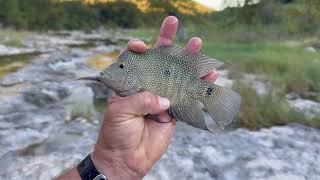 Fishing for the Guadalupe Bass