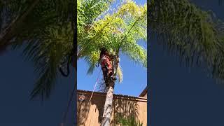 #cleanup #palm #tree using #milwaukeetools top handle #chainsaw #climbing #chainsawman