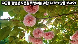 겹벚꽃이 자연발아 되어 있어요~ 냉큼 보고 심어보세요