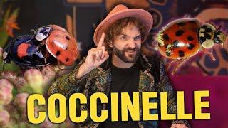 Le COCCINELLE fanno SCHIFO