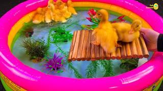 Amazing ducks pond colorful fish surprise eggs, koi, turtle, betta fish satisfying catch, goldfish