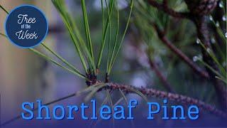 Tree of the Week: Shortleaf Pine