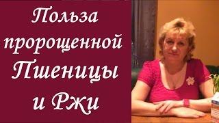 О пользе пророщенных зернах пшеницы и ржи для здоровья. Домашний Очаг с Мариной