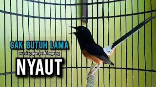 murai batu gacor AMPUH buat PANCINGAN murai batu agar bunyi JADIKAN burung murai gacor EMOSI NYAUT