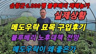 전북 순창군 6.000평 블루베리 재배농가, 약 10회에 걸쳐 메도우락 묘목을 구입하게 된 경위 #메도우락 전문농장육성 #메도우락 묘목판매(010 8895 4161)#노후대책