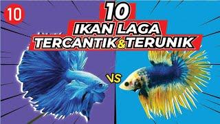 10 Ikan Laga paling CANTIK, RARE dan UNIK, sesuai untuk perhiasan dalam rumah.