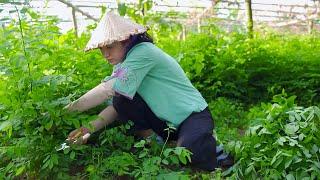 Linh Đan’s Harvest: Fresh Herbal Greens for Market Sale | Rural Farm Life