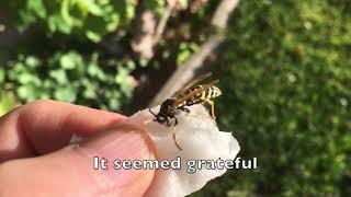 Will it sting? Yellow Jacket wasp crawls on my hand.