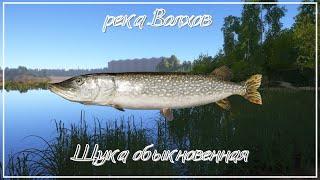 Щука обыкновенная - река Волхов - РР4┃maXS1k