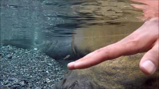 Free fish massage at Wadi Ghul - Oman