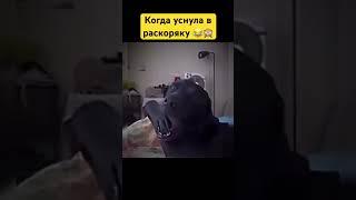 Сон-моя любовь#многодетнаямама #собака #собаки #собачка #собачки #смешоое #мило #милота #dog #dogs