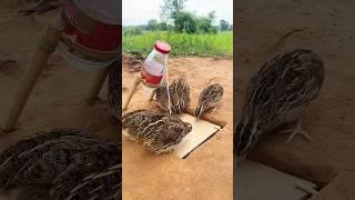 Simple Bird Trap - Amazing Quail Trap #shorts