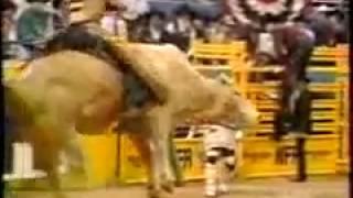 World's Most Dangerous Rodeo Bull- Bodacious