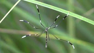 Flies That Don't Fly - Phantom Crane Flies