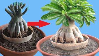 How to Repot Adenium Bonsai from Deep Pot to Shallow Pot