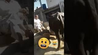 Funny pakistan man swearing