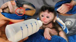 Breastfeeding the poor newborn baby monkey, who was so tiny for the first time