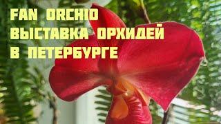 Fan Orchid. Выставка орхидей в Петербурге(ну и немного моих цветений)