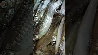 ikan seluang nya gede gede enak banget di bikin kuah lakso #shorts