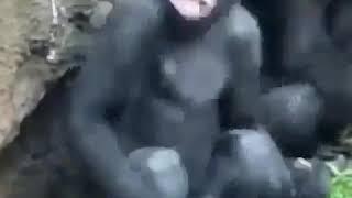 Monke freak out