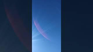 николаевские Голуби (бабочка) 21.06.2024 год небольшая разминка, молодёжь учится летать