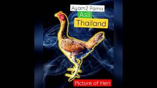 Ayam Pama Asli Thailand | hen