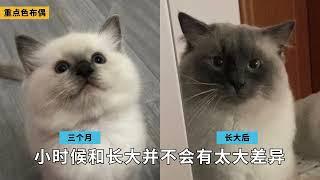 布偶猫颜值这样挑！蓝双海双山猫重点色手套色布偶