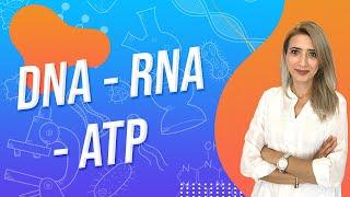 (11.DERS) DNA - RNA - ATP |  TYT 9.SINIF l Seda Hoca Biyoloji 