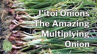 I'itoi Onion Growing Guide: The Amazing Multiplying Onion