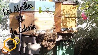 Débuter l'Apiculture : 02 les Abeilles et la Colonie