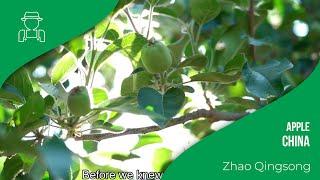 Field Experience: Apple Cultivation in China