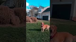 Golden Retriever Loves Playing Extreme Hide and Seek | The Dodo