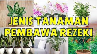 JENIS TANAMAN HIAS PEMBAWA REZEKI