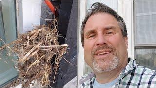 DIY: Prevent Birds Nesting Behind Shutters | CHEAP!