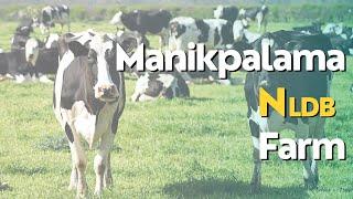 Manikpalama NLDB Farm