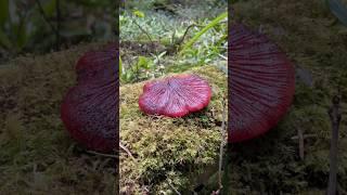 Beefsteak Mushroom   #foraging #mushroom #beefsteakmushroom #wildmushrooms