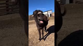 donkey | amazing video #petsandanimals #donkeyshorts #youtubeshorts #amazingvideo #trending