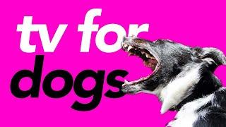 TV For Dogs - Virtual Dog Walk - 20 Hours of Petflix!