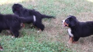 Bernese Mountain Dog Puppies For Sale