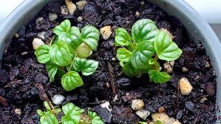 How to plant a propogated peperomia frost/silver. With updates