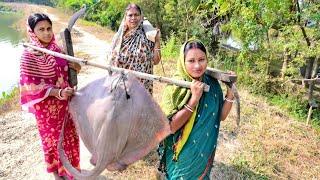 এই প্রথমবার 10kg ওজনের শঙ্করমাছ কেটে ঝাল ঝাল করে রান্না করলাম সাথে লাউপাতা বাটা রেসিপি || fish curry