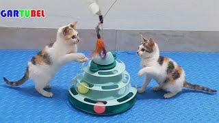 Cute Kittens With Funniest Situations - Cat Gartubel Practice Skills - Lovely Kitten Funny