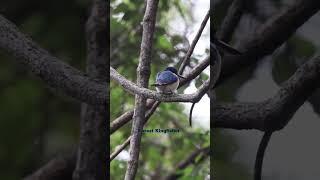 Forest Kingfisher