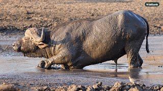 Serene spa morning - SafariLIVE Sunrise - 19 December 2024