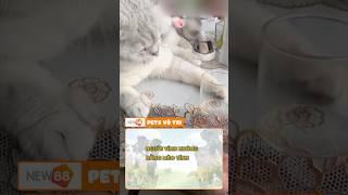 Ẩu rồi đó ba #okvipxuhuong #viral #pets #votri #dog #funny #shorts #thucung